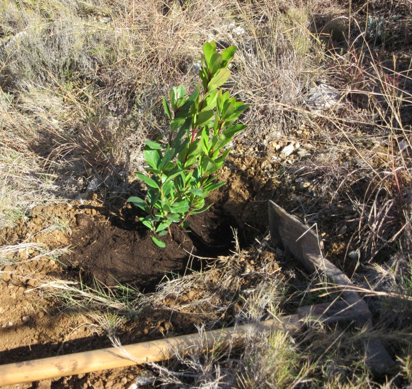 Plantada d’arbres 20è aniversari Escola El Cim